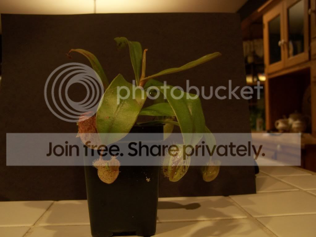 plants005-1.jpg