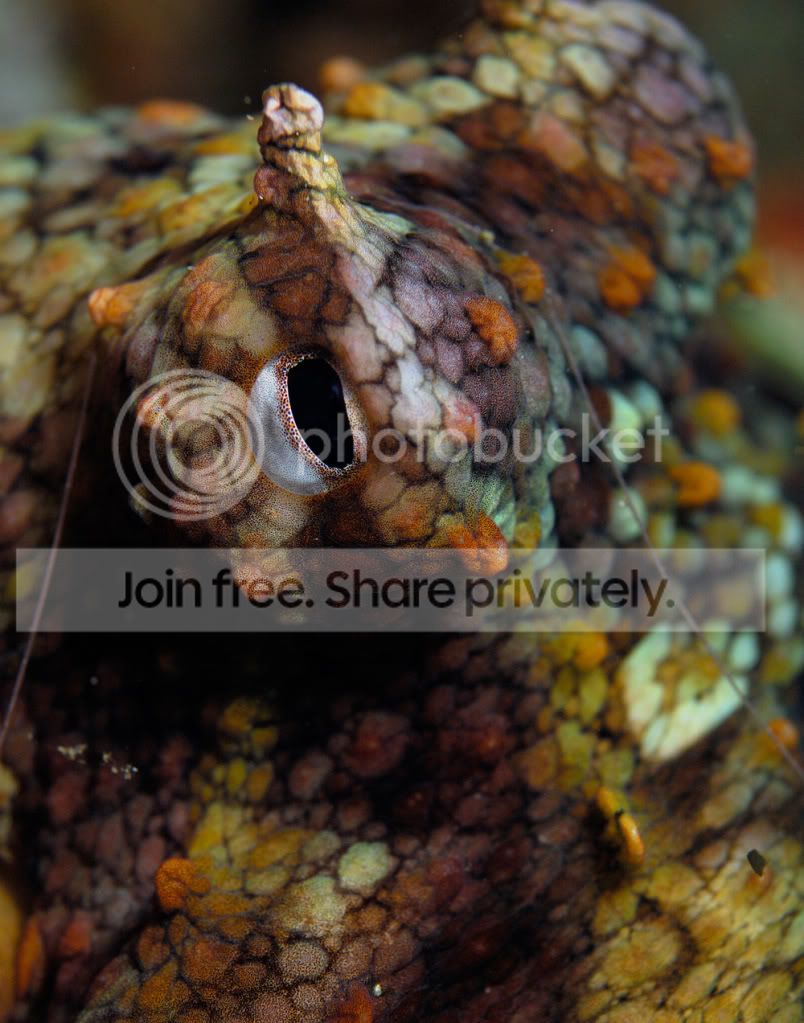 Octopus-Eye-copy.jpg