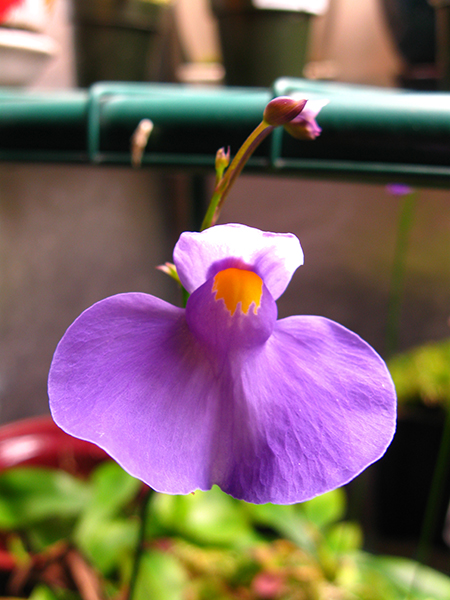 U_long_flower.jpg