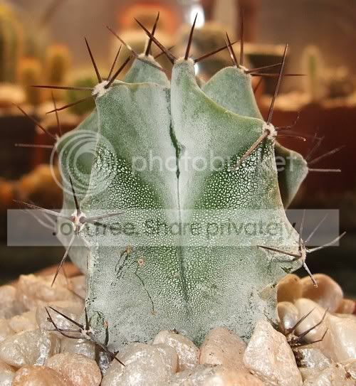 cactuspics08024.jpg