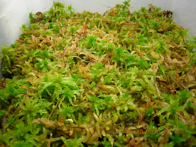 sphagnum-cristatum-month1.jpg