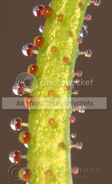 macro-CPs-009.jpg