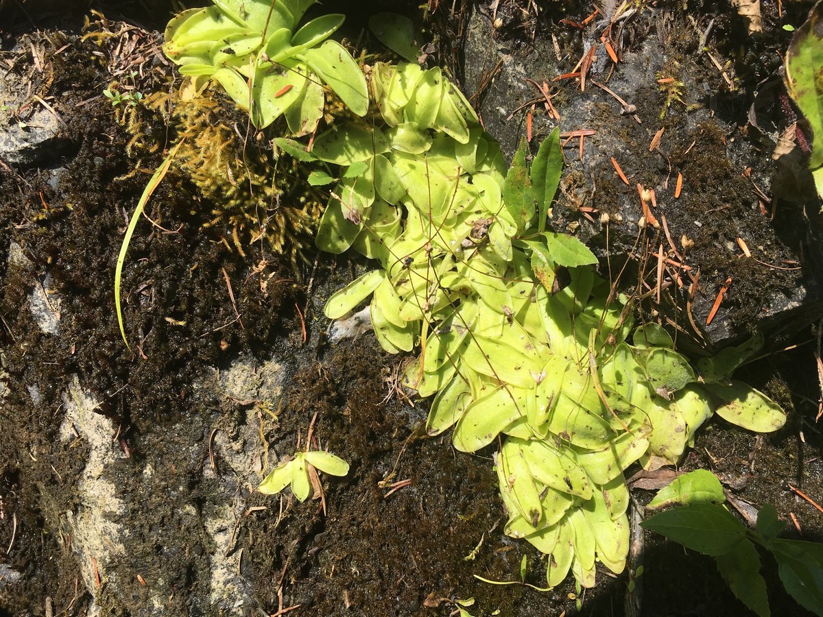 mini_IMG_3667.jpg