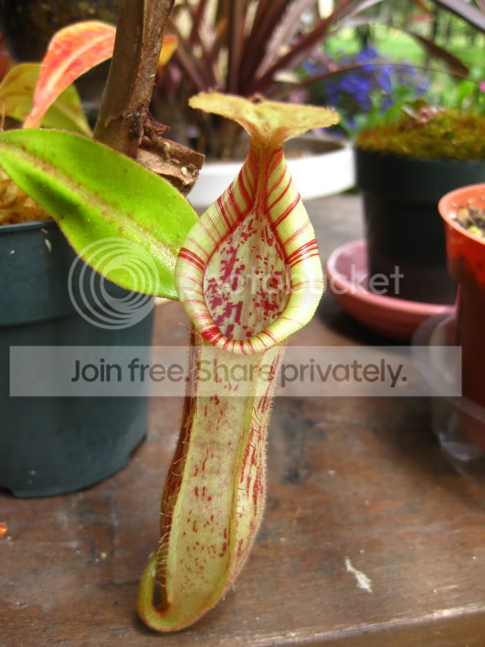 dyeriana1.jpg