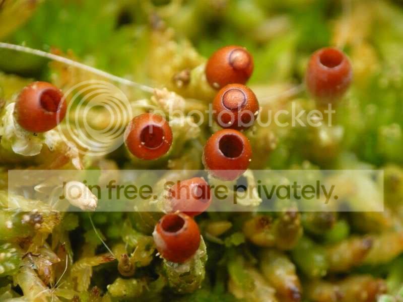 Sphagnum_sporophytes2.jpg