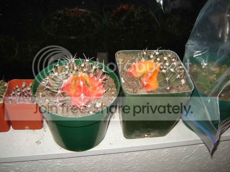 Cplants001.jpg