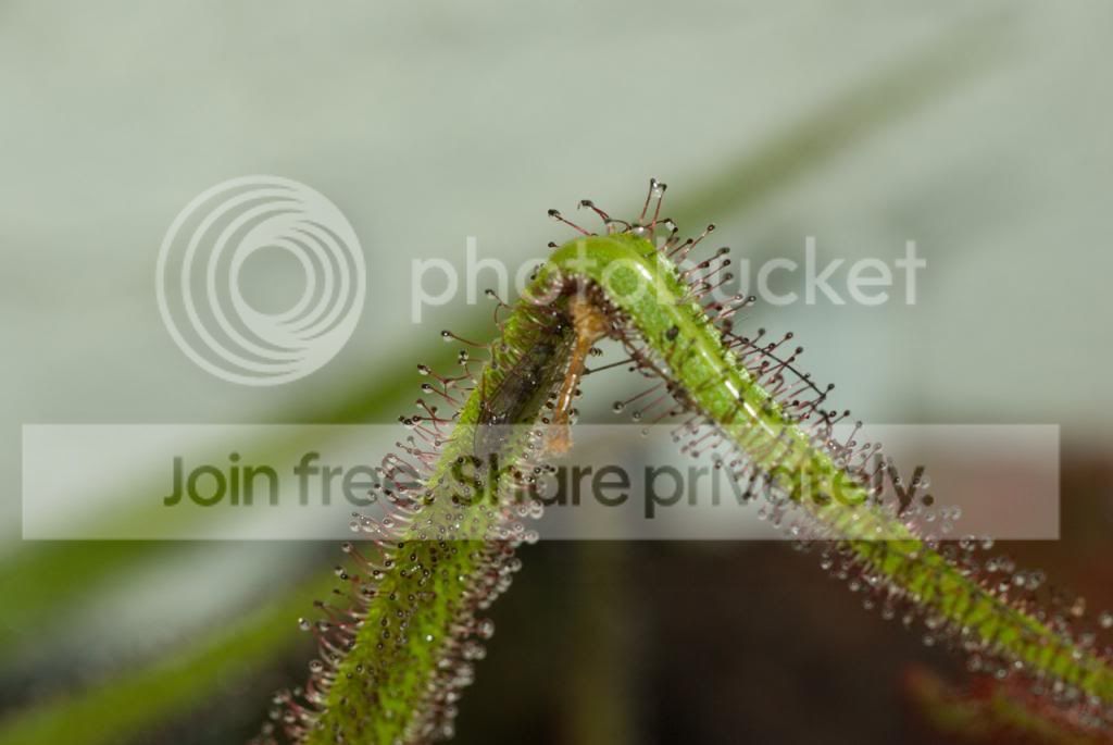 IMGP7239_zpsa3ce9cb5.jpg