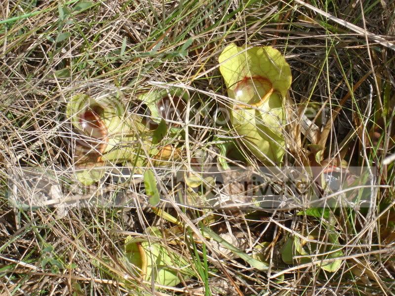 Apalachicola028.jpg