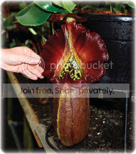 truncata_queen_of_hearts.jpg