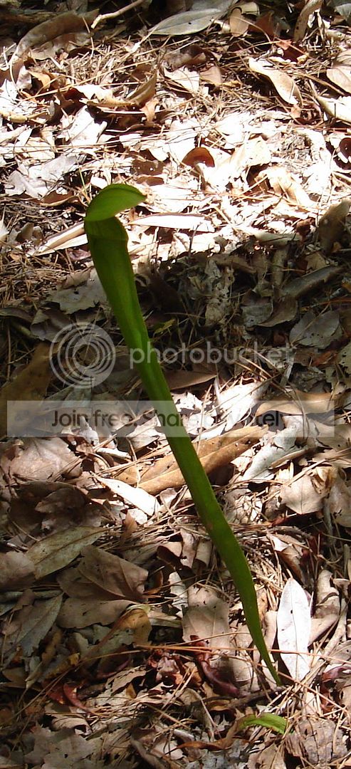 sarracenia007.jpg
