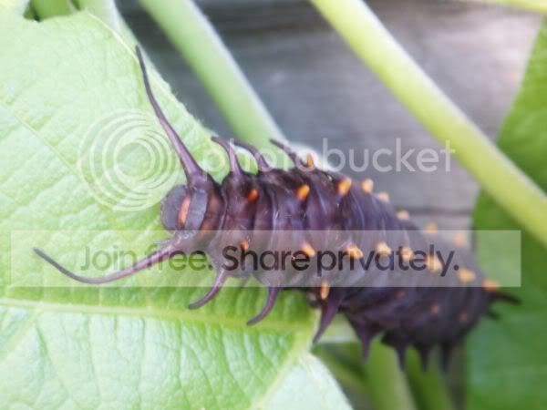 Pipevinecaterpillar1RS.jpg