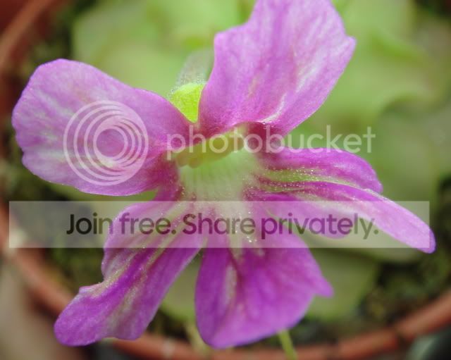 noid_pingflower.jpg