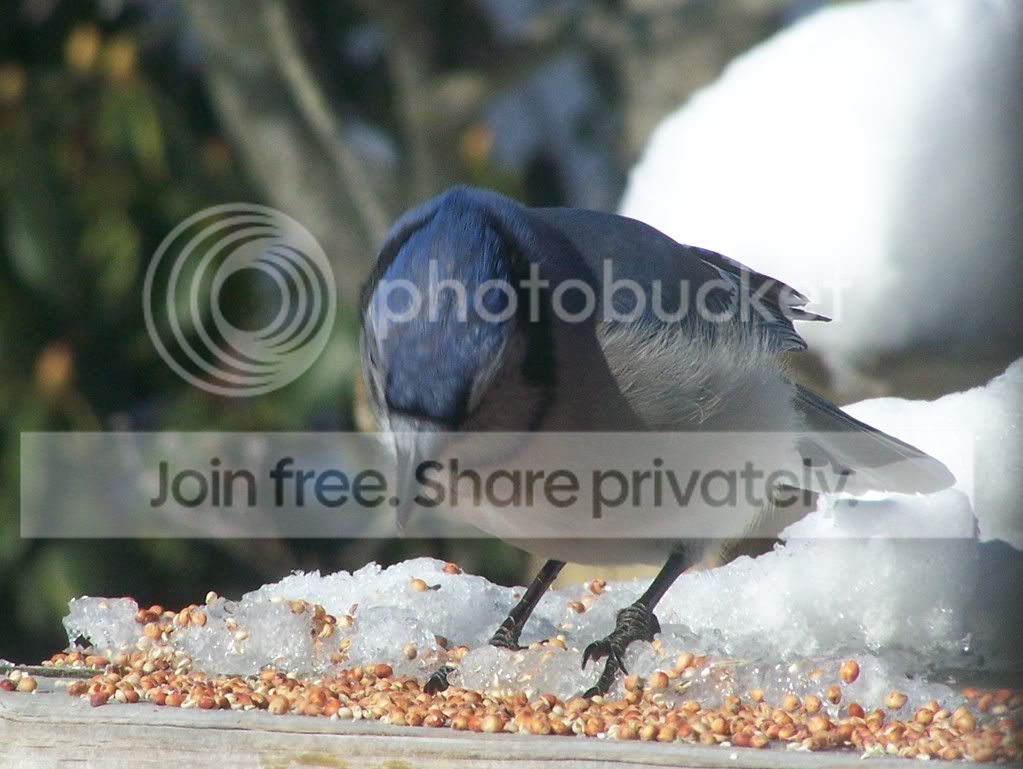 birds031.jpg