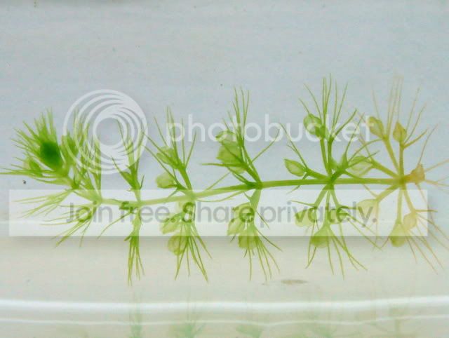 aldrovanda_cutting_13Aug2010.jpg