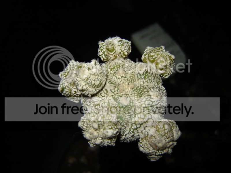Astrophytum001.jpg
