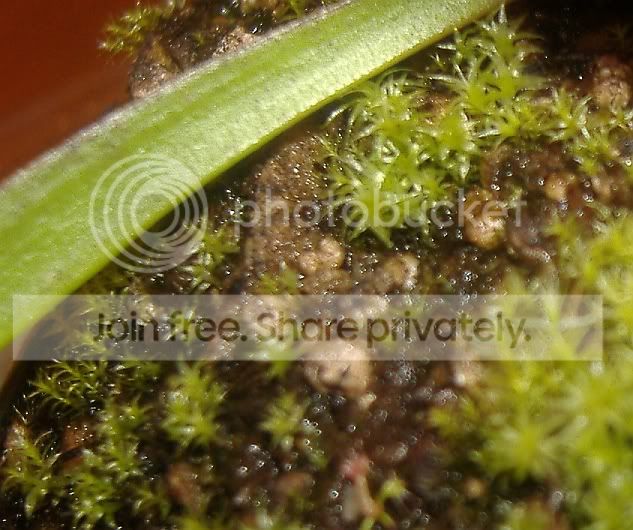 Sphagnum.jpg