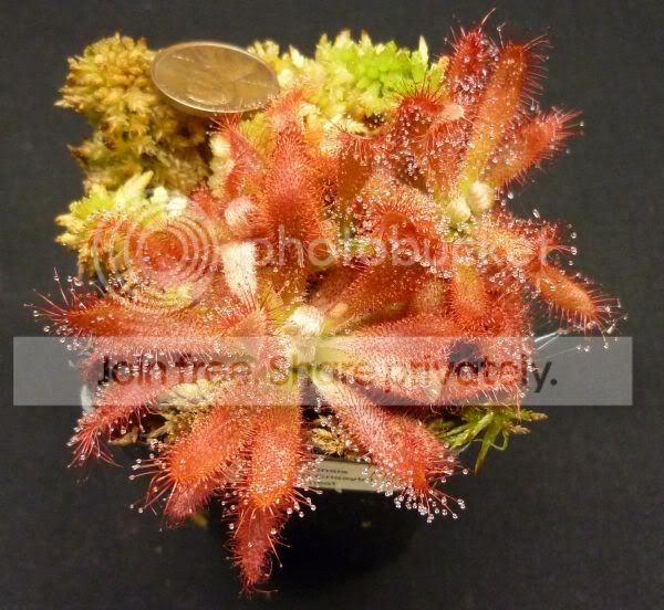 Dgraomoseparatenasc042311RS.jpg