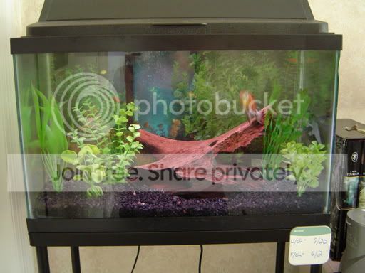 fishtank_after.jpg
