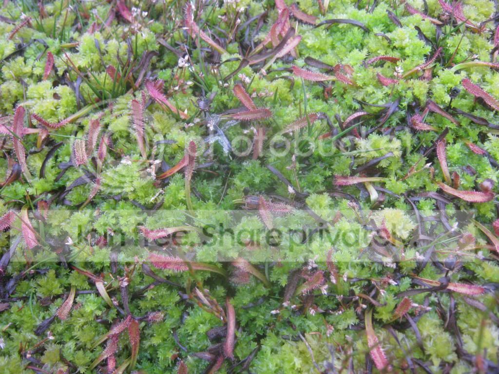 IMG_2600.jpg