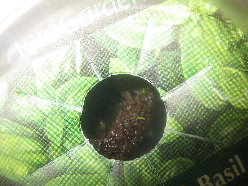 Aerogrow%20Drosera%20capensis%20alba%20T+18days.jpg