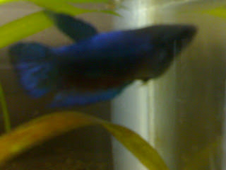 female+betta+2.jpg