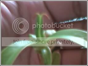 NEPENTHESVENTRICOSADUALPITCHER4.jpg