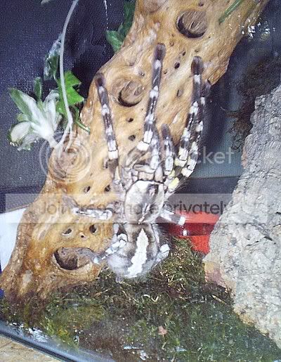 tarantulas05fall.jpg