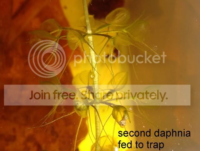 aldrovanda_traps2.jpg