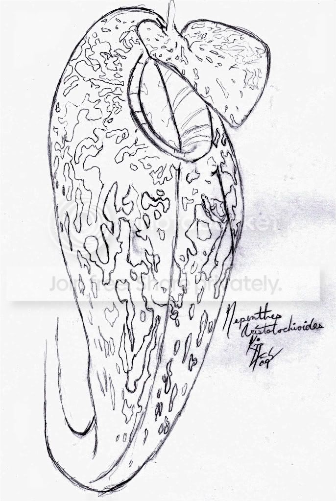 Nepenthesaristolochioidesdrawing.jpg