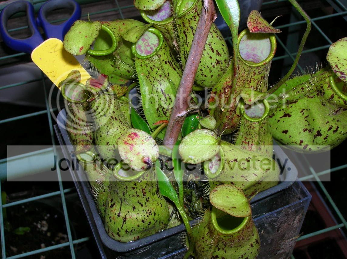 Hawianpict2.jpg