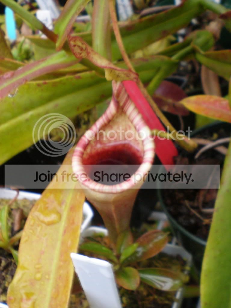 eymaexxlowiixstenophylla.jpg
