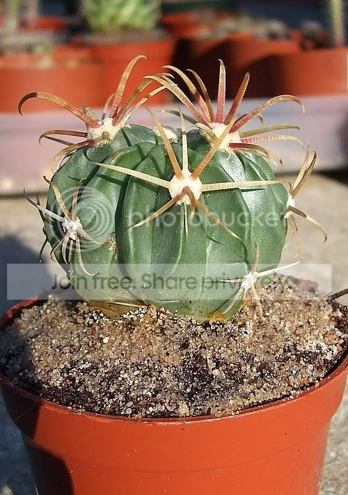 cactus082.jpg