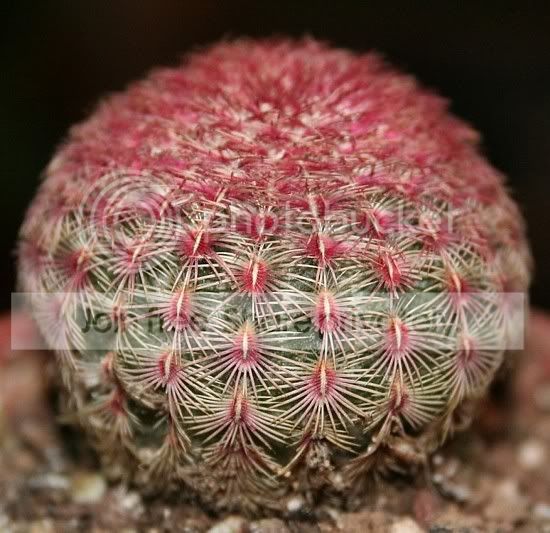 RainbowHedgehogcactus.jpg
