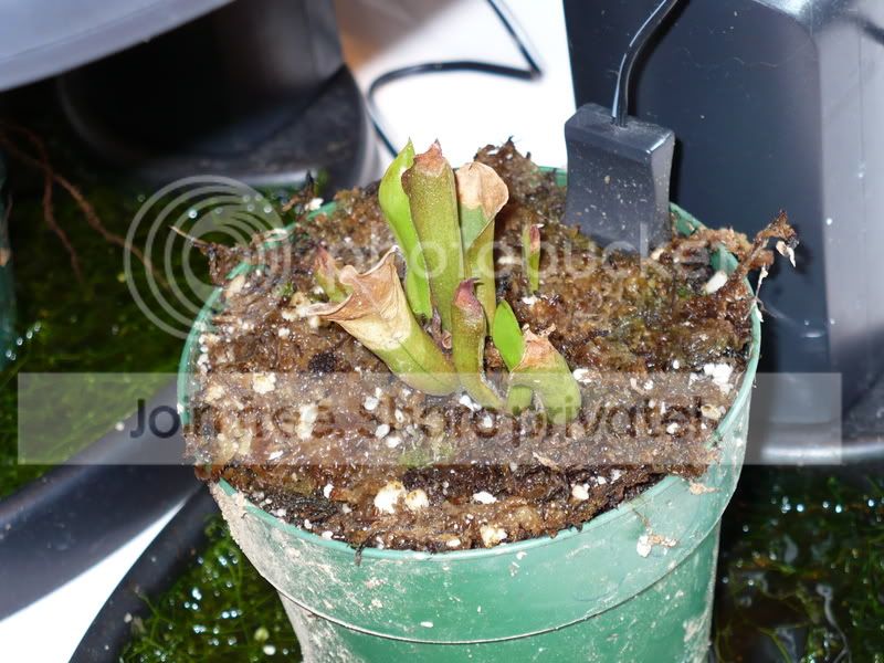 pitcherplants070.jpg