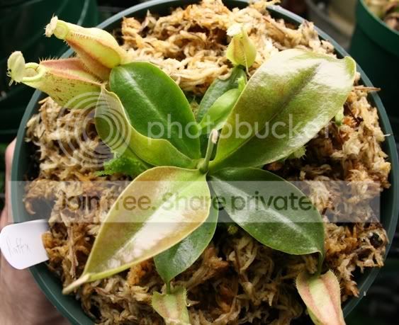 bigseedling1.jpg