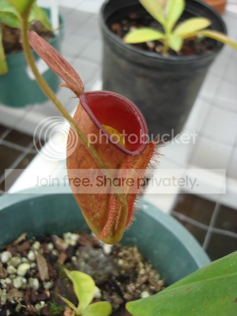 DSC04395.jpg
