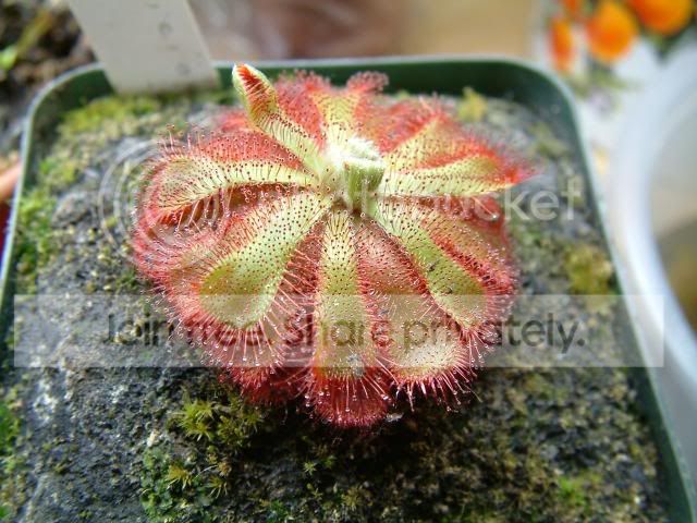 Moreplants017.jpg