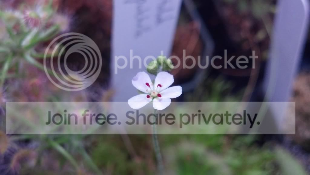 IMG_20130315_135140_923_zps63f642a7.jpg