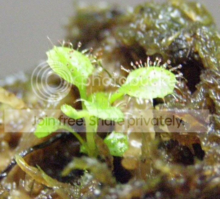 Dschizandra.jpg