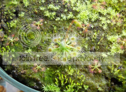 pygmy_3-18-11.jpg