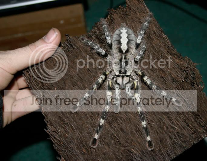 regalis2-111.jpg