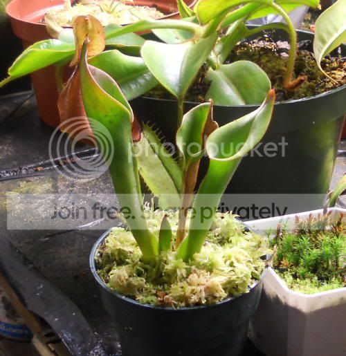 HXbutchiensis_6-30-11.jpg