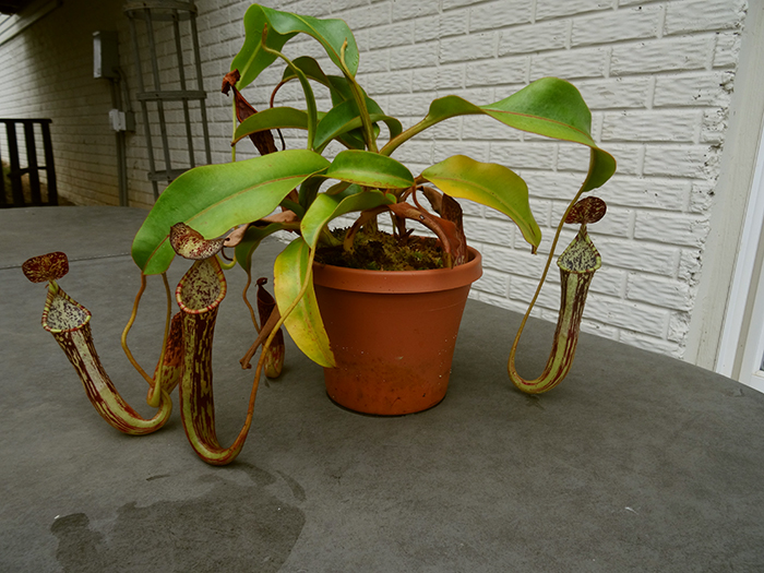 nepenthes-stenophylla.jpg