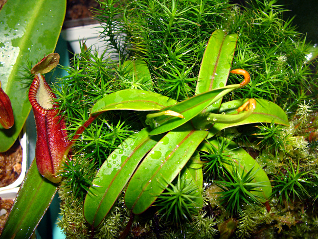 nepenthes-hamata-red-hairy-12-27-13.jpg