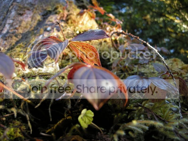 DSCN7017.jpg