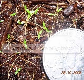 germination1.jpg