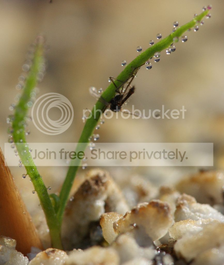 Drosophyllum03.jpg
