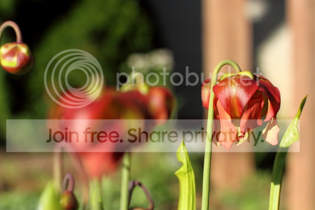 redsarrflower.jpg