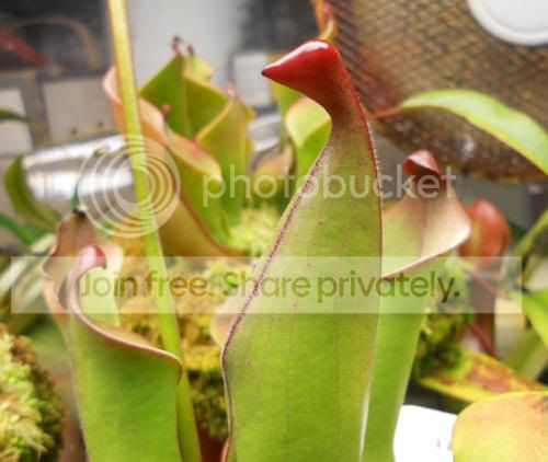 Hbutchiensis-1.jpg