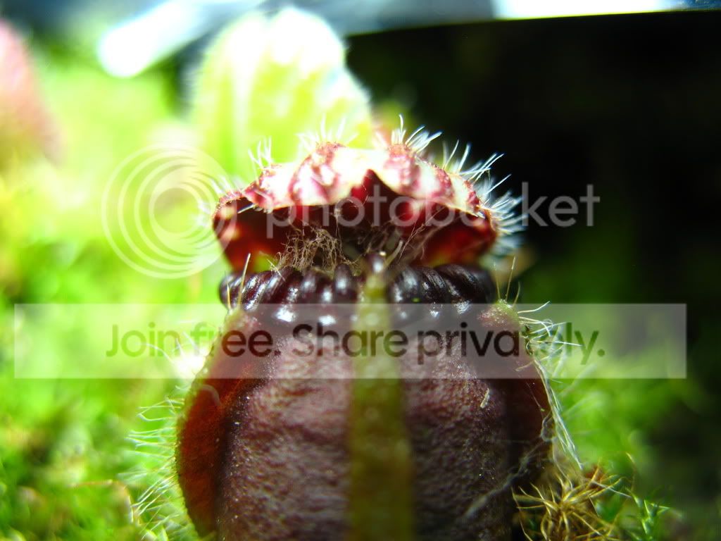 CephLightHyphae.jpg